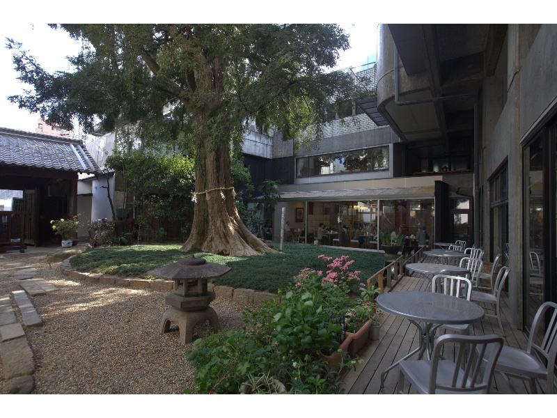 樹齢６００年　榧（かや）の木