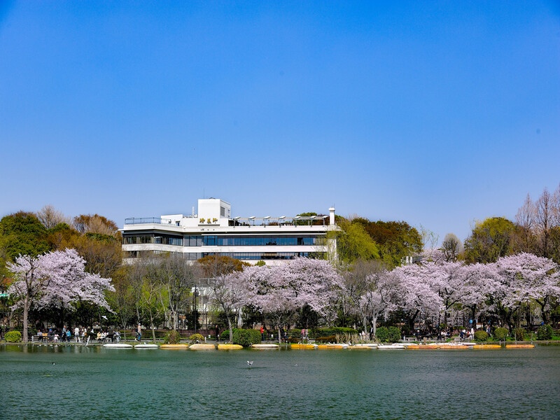 【桜シーズンの上野精養軒】